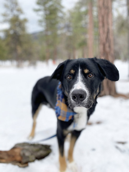 chinook dog